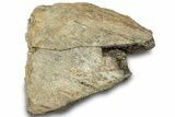 Dinosaur (Triceratops) Frill Shield Section - Montana #312238-1